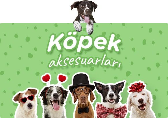 köpek aksesuarları