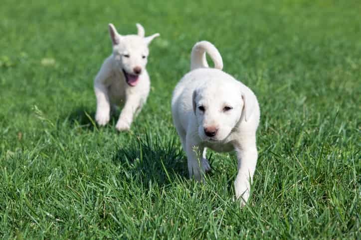 Akbaş Köpek Özellikleri