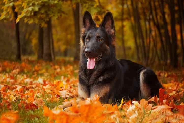 Alman Kurdu Köpek Irkı