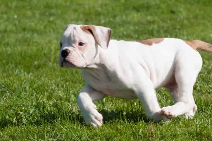 Amerikan Bulldog Köpek Özellikleri