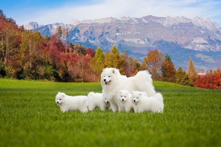 Köpekler Kaç Ayda Doğum Yapar?