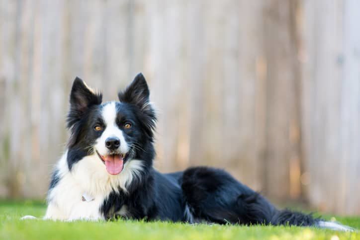 Border Collie Köpek Özellikleri