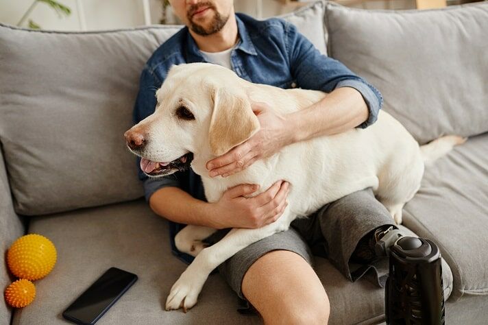 Büyük Irk Köpeklere Yatak Seçerken Nelere Dikkat Edilir?