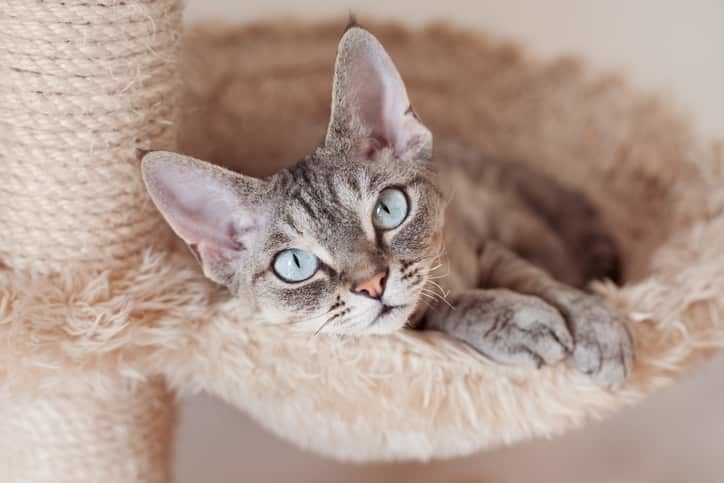 Devon Rex Kedi Özellikleri