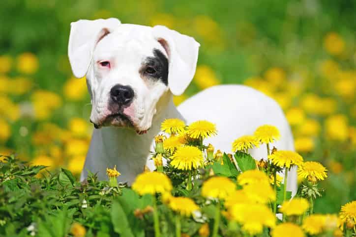 Dogo Argentino Özellikleri