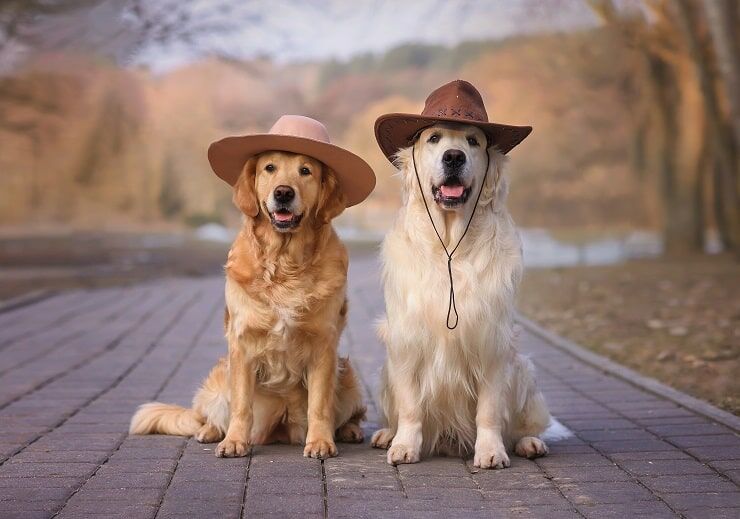 Büyük Irk Köpek Kıyafetleri Nasıl Seçilmeli?