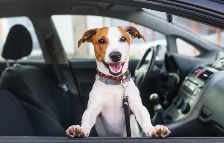 Jack Russell Terrier Köpek Özellikleri