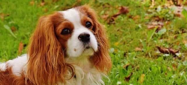 CAVALIER KING CHARLES KÖPEK ÖZELLİKLERİ