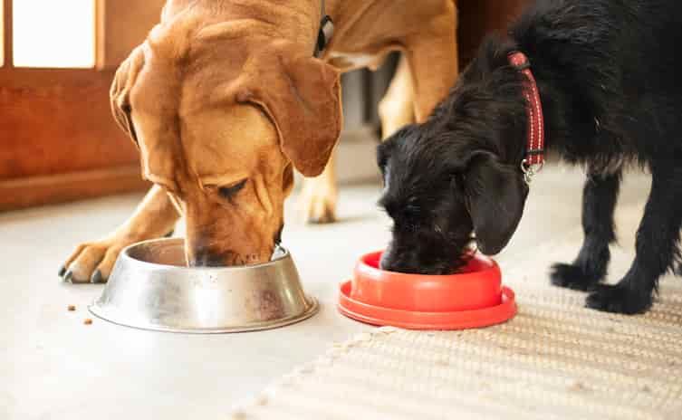 Köpek Maması Seçimi