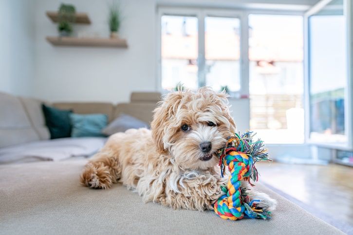 Köpek Oyuncakları Alırken Dikkat Edilmesi Gerekenler