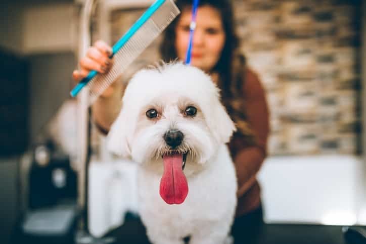 Köpeklerde Tüy Bakımı