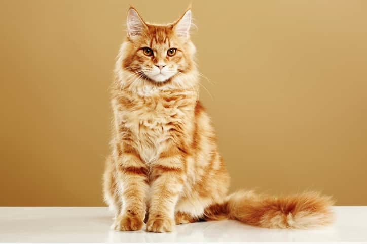 Maine Coon Kedi