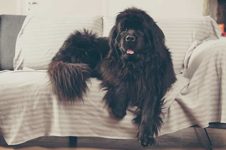 Newfoundland Köpek Özellikleri