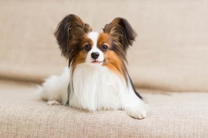 Papillon Köpek Özellikleri