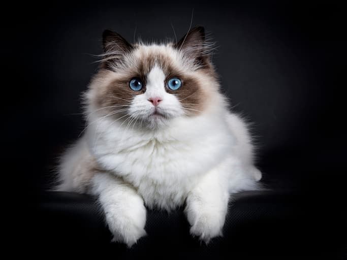 Ragdoll Kedisi