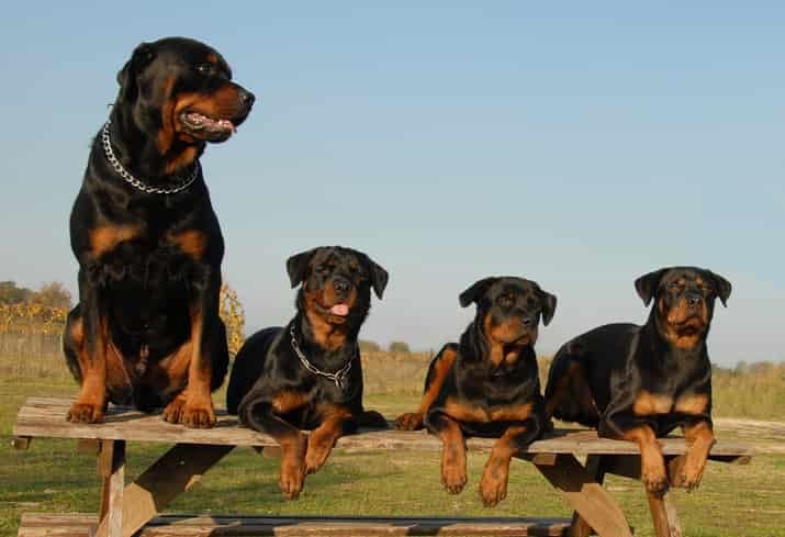 Rottweiler Köpek Özellikleri