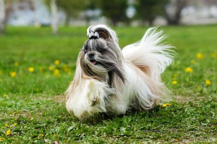 Shih Tzu Köpek Özellikleri