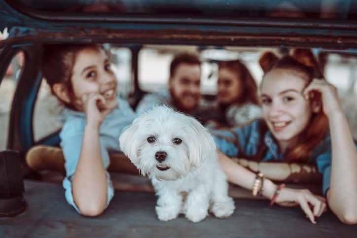 Yavru Köpek Bakımı